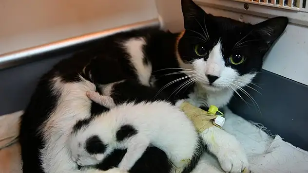 Enkazda doğum yaparken kurtarılan kediden haber var!