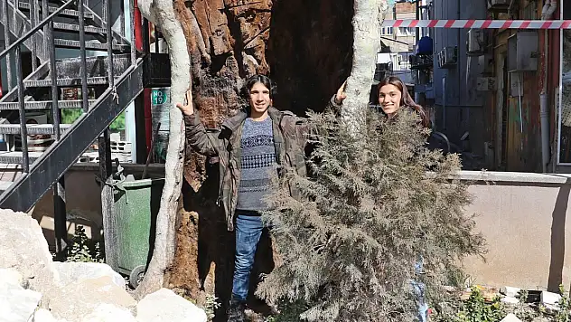 400 yıllık çınar ağacı, depremde yıkılmadı