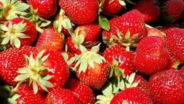 Çilek tadında ihracat