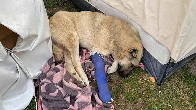 Gönüllü olarak gittiği deprem bölgesinde 50'nin üzerinde hayvanı kurtardı