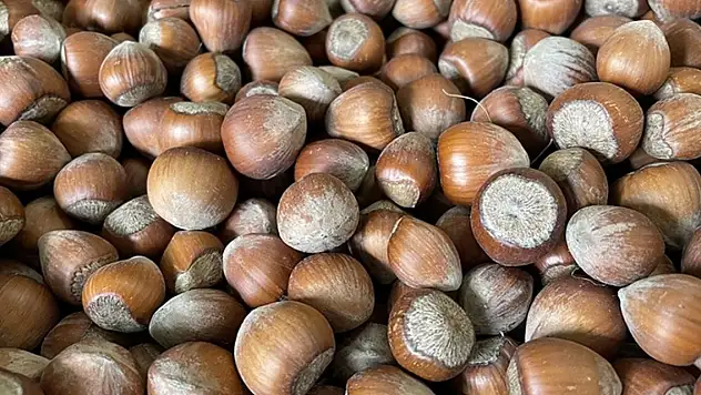 Türkiye'nin fındık ihracatında yüzü güldü