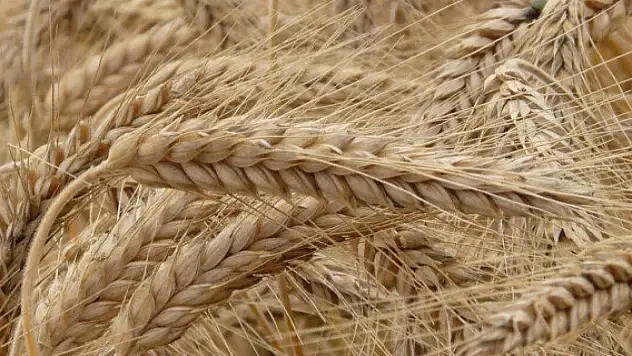 TMO Genel Müdürlüğünden ekmeklik un alım ihalesi