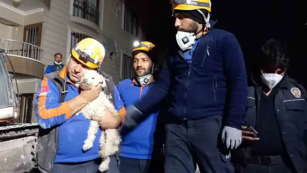 Hatay'da 25 gün sonra bir köpek enkaz altından sağ kurtarıldı