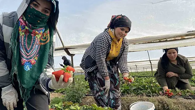 45 gün bekleyip 6 ay hasat yapıyorlar