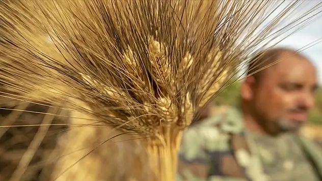 Buğday üretiminde kuraklık riskine karşı 'dijitalleşme' vurgusu