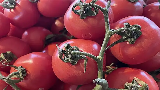 Domates ihracatına yönelik kısıtlama sona erdi