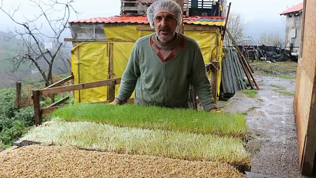 Emekli öğretmen 6 metrekarelik alanda hayvanları için yem üretiyor