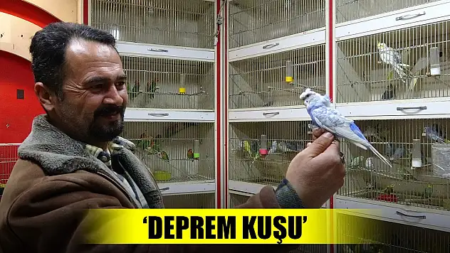 'Deprem kuşu' diye almaya başladılar! Müthiş ilgi var