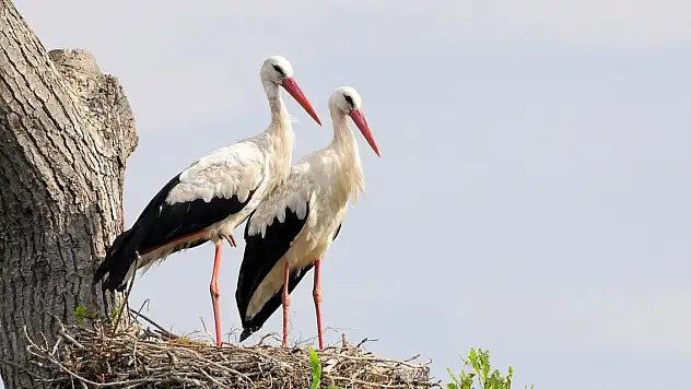 Küresel ısınma, kuşları etkiliyor