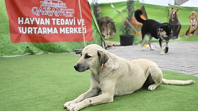 Deprem bölgesinde yaralı hayvanlar çadırda kurulan merkezde tedavi ediliyor