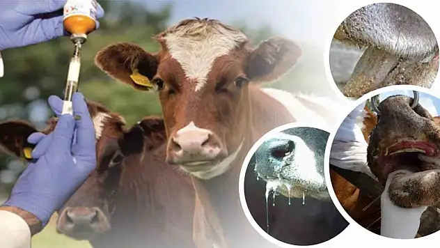 Denizli'de şap hastalığı nedeniyle hayvan alım ve satımı yasaklandı