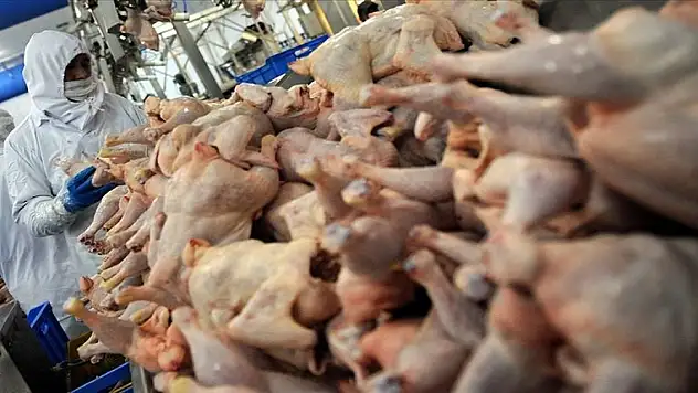 Tavuk eti üretiminde düşüş