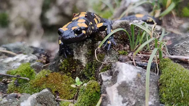 'Doğanın gizli kahramanları' iş başı yaptı