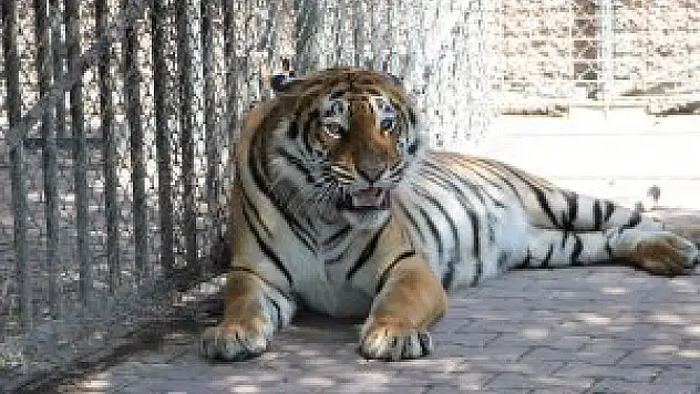 Fıskiye ile serinliyorlar