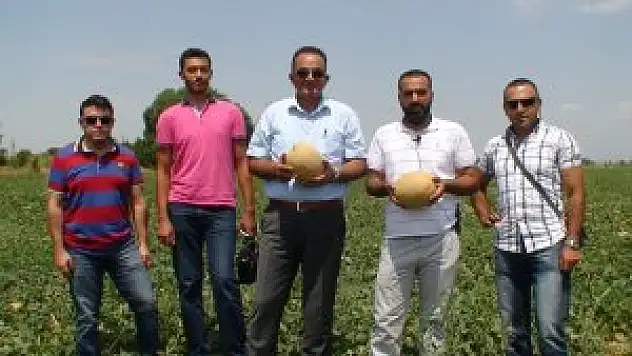 Kavunların kalitesi üreticiyi memnun ediyor