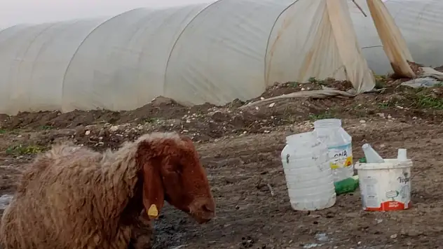 Otlaktan dönen 25 koyun yolda bir bir öldü