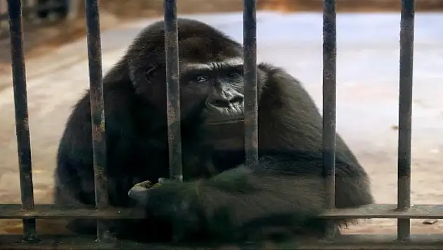 'Dünyanın en yalnız gorili' için imza kampanyası