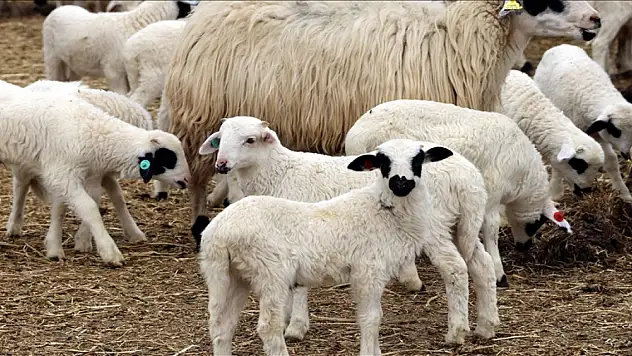 Tarımsal destek ödemesi bugün yapılacak! İşte destek tutarının dağılımı