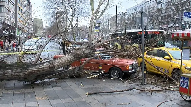 Ağaç 2 aracın üzerine devrildi