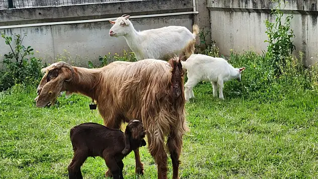 Enkazdan çıkarılan keçi doğum yaptı, oğlağa onun adını verdiler