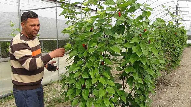 Mersin'de karadut hasadı: Kilosu 50 liradan ihraç ediliyor