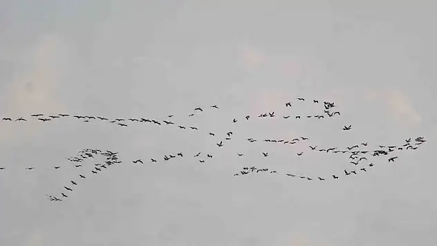 Depremin vurduğu Hatay'da göç eden turnalardan görsel şölen