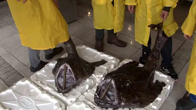 2 dev Fener Balığı yakalandı