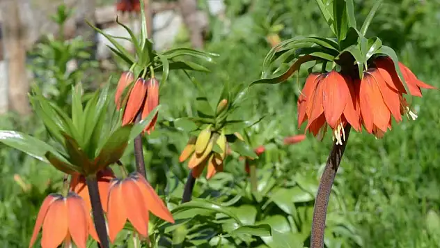 Şırnak'ta 'ters laleler' kartpostallık görüntü oluşturdu