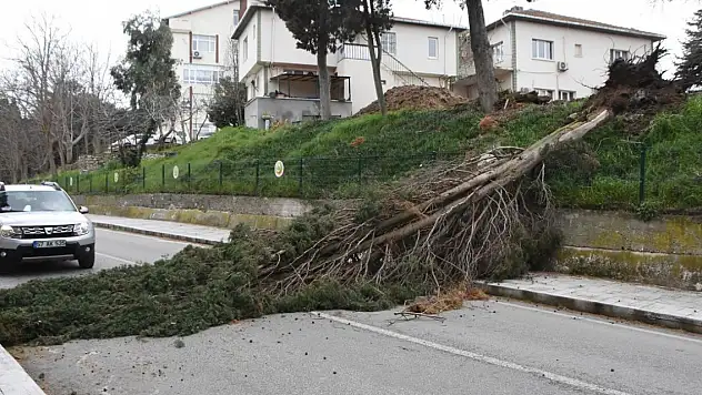 Fırtına ağaç yıktı