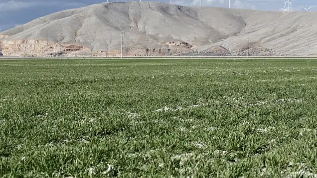 Hububatta kuraklıktan kaynaklı rekolte kaybı ekim alanıyla kapatılacak