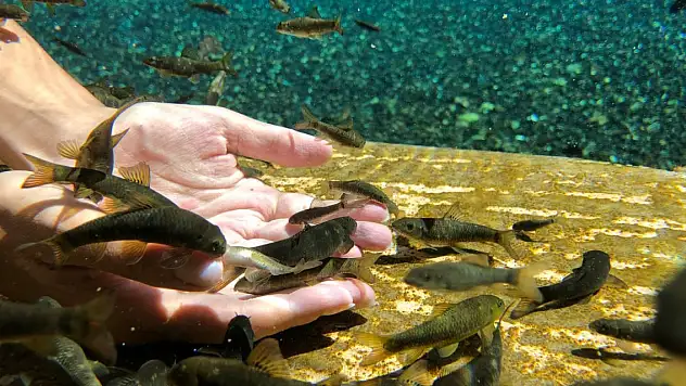 Doktor balıklar 'sel' tehdidi altında