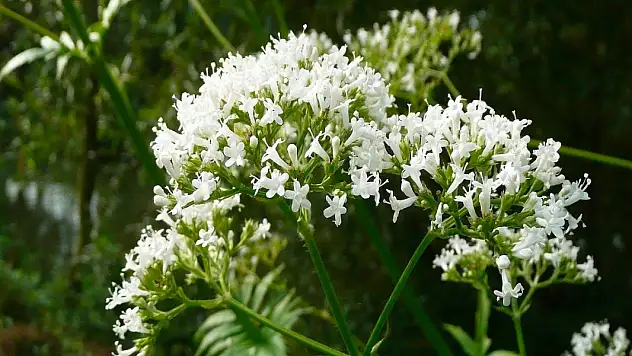 KEDİ OTU NEDİR? KEDİ OTU İÇEREN BİTKİSEL GIDALAR