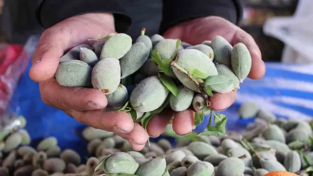 Çağla, bu fiyata tezgahlara indi