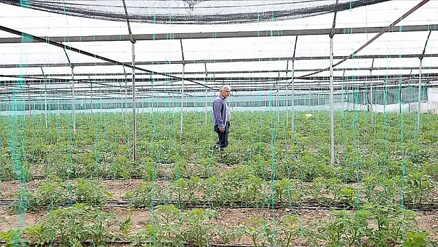 Kahramanmaraşlı depremzede çiftçiler seralarında üretimi sürdürüyor