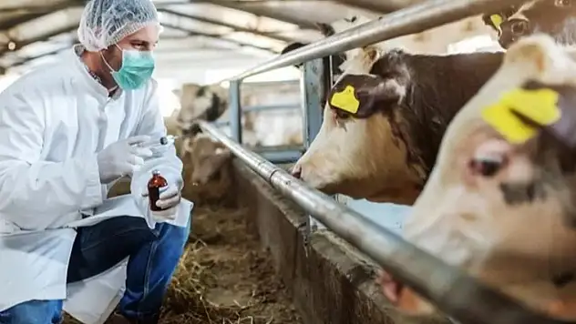 Şap hastalığı, solunum ve temas yoluyla insanlara bulaşıyor