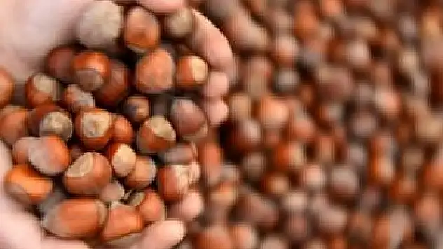 Fındıkta tarihi rekor beklentisi