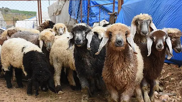 Adıyaman'da besiciler desteklerle ayağa kalkıyor