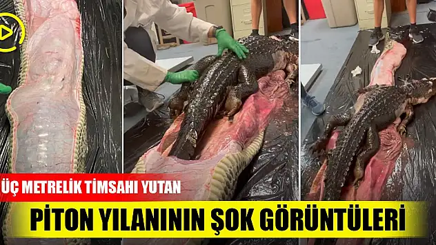 Üç metrelik timsahı yutan piton yılanının şok görüntüleri! Tıkla izle