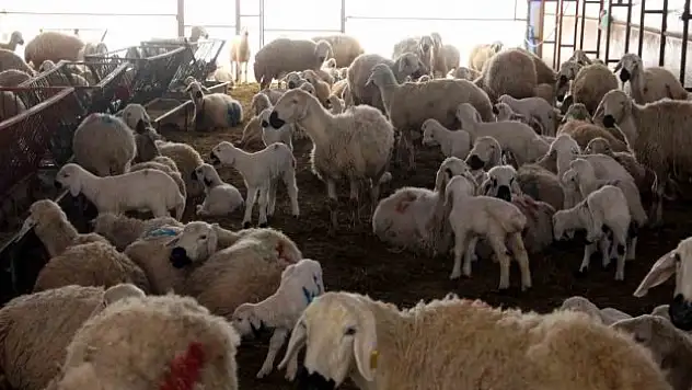 Elde edilen gelir burs olarak verilecek