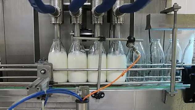 Toplanan inek sütü miktarı arttı