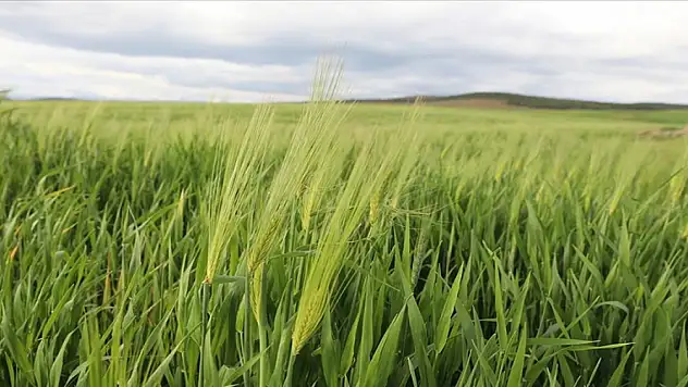 Depremzede çiftçilere son yağışlar 'can suyu' oldu