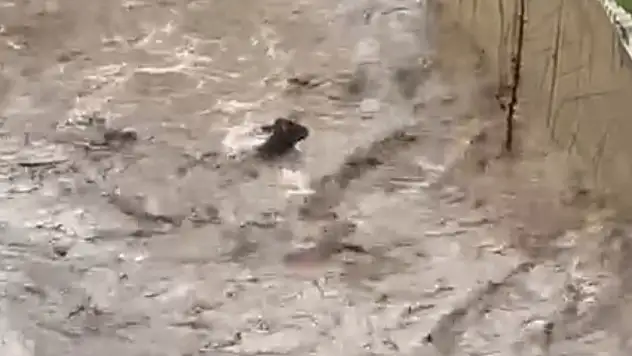 Sele kapılan inek telef oldu