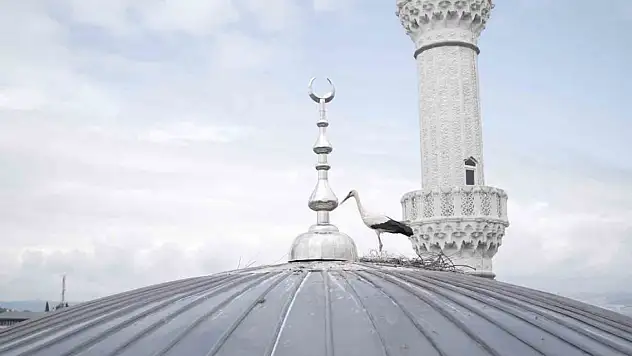 Cami kubbesinde kuluçkaya yatan leyleğe özel yuva