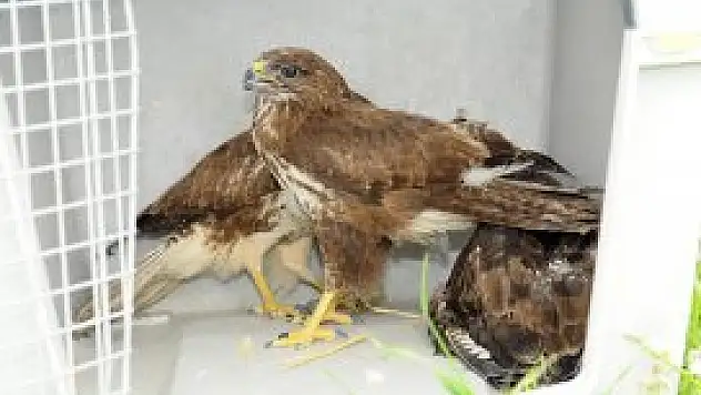 Tedavisi tamamlanan kuşlar, doğaya bırakıldı