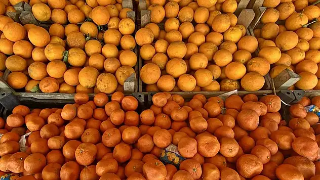 Turunçgil ihracatı yüzde 12 arttı