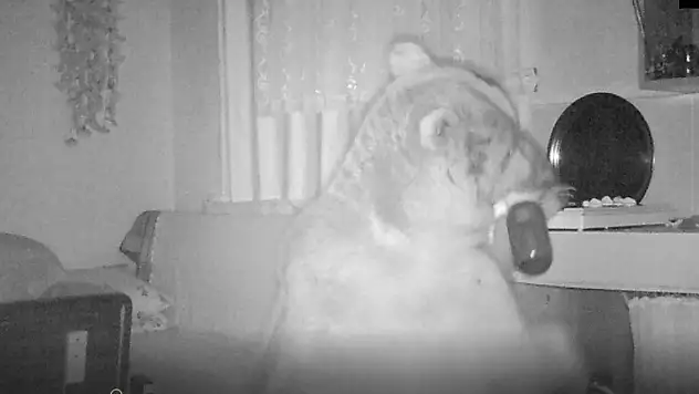 Dev ayı 4 aydır yaylada girilmedik ev bırakmadı