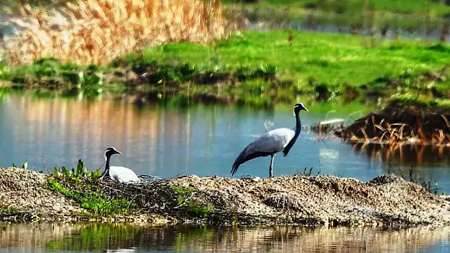 Türkülere konu olan telli turnalar Amasya'da görüntülendi