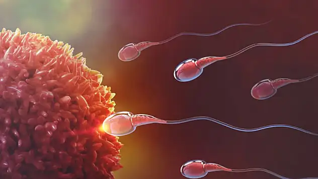 Her 6 çiftten 1'inin...