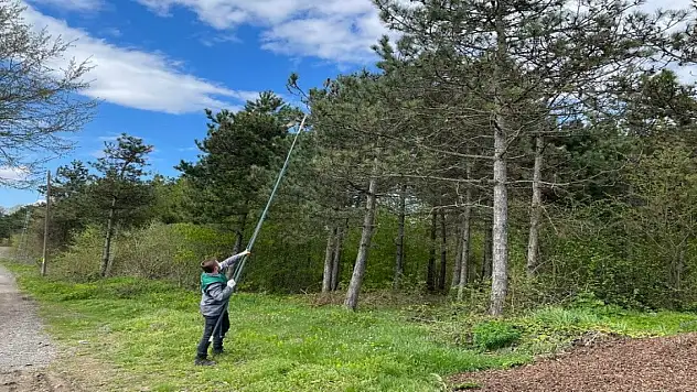 Çam kese böceği ile mücadele
