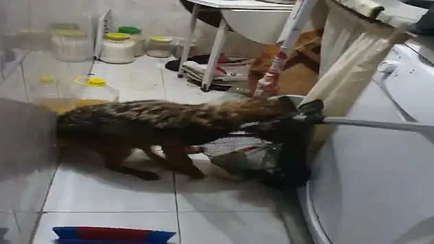 Eve giren tilki, aileyi rehin aldı